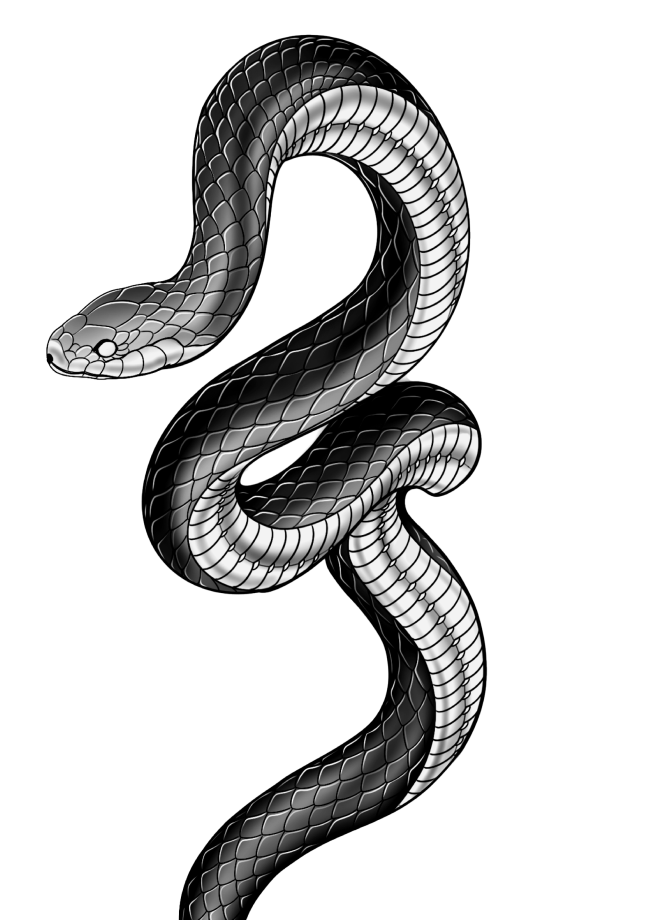 Ricky Tattoo snake draw